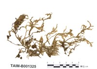 藏品(赤莖苔)的圖片